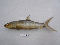 藏品(虱目魚)的圖片